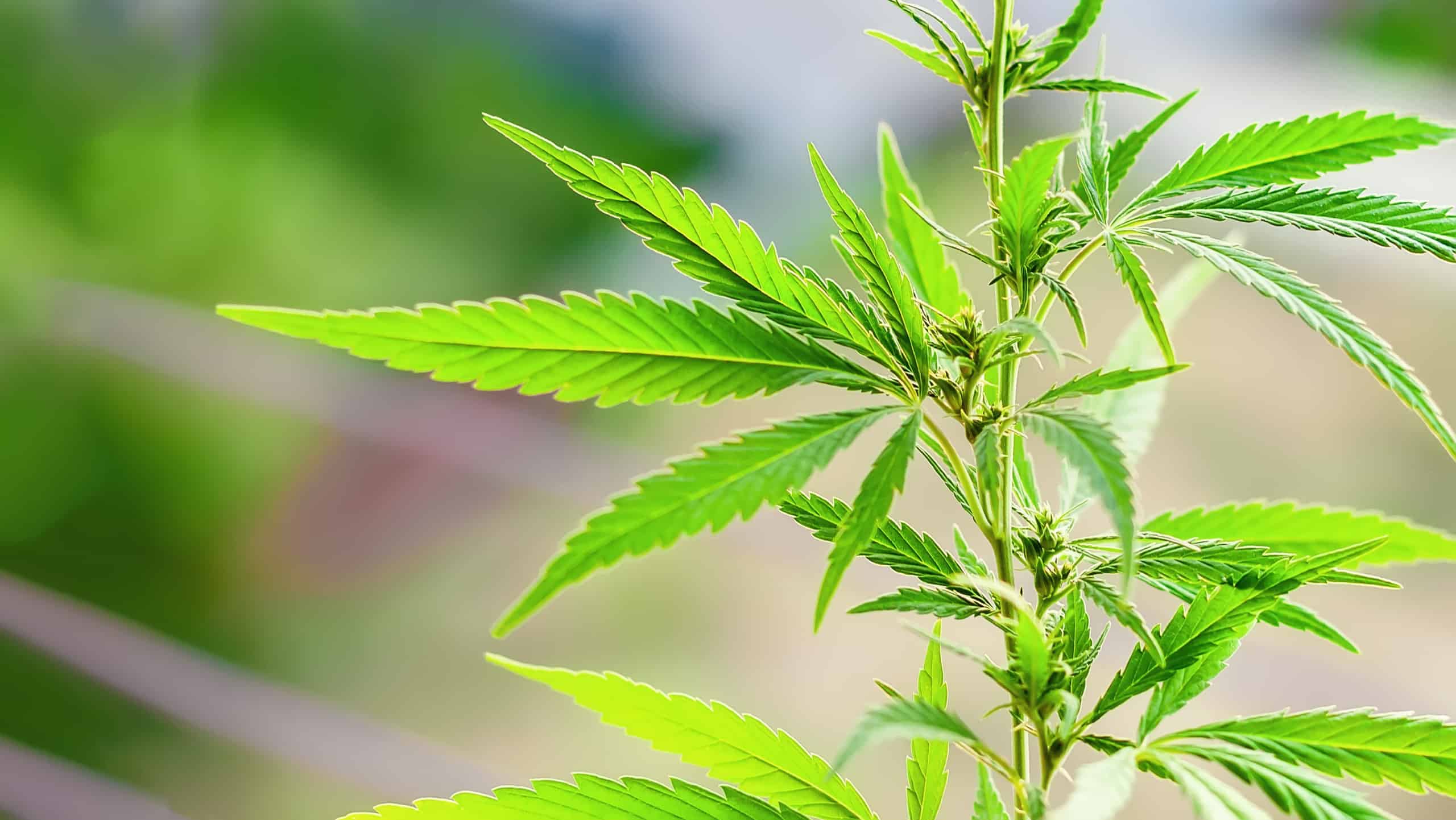 Unique Benefits of the Entourage Effect